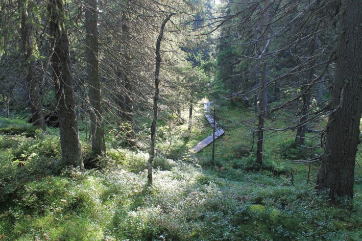 Luonnontilaiset metsät ovat Suomessa harvinaisuus.
